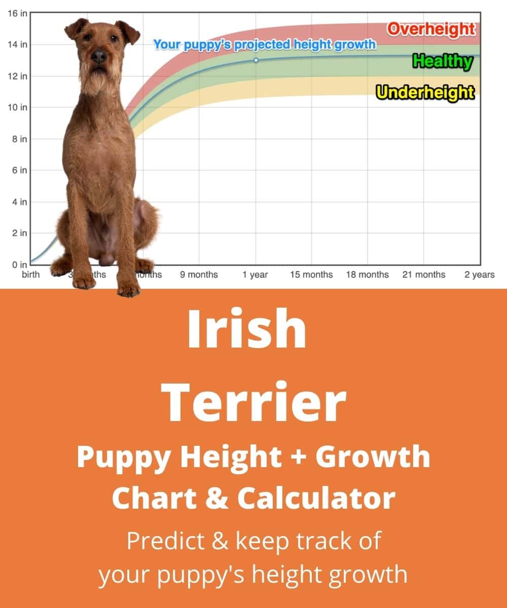 irish-terrier Puppy height Growth Chart irish-terrier Puppy height Growth Chart